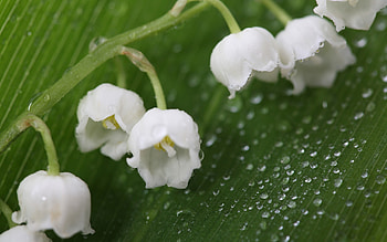 Fresh Lily of the Valley, Nature's wonder, Delicate blossoms, Serene HD wallpaper