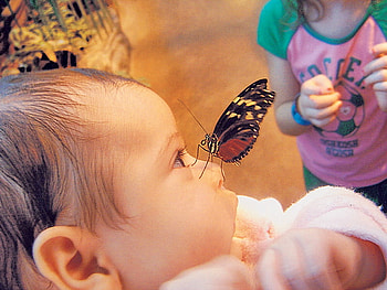 The visit, sweet, butterfly, baby, visit, beauty, nose HD wallpaper