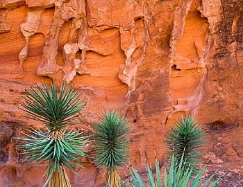 Canyon Rock, weed, canyon, rock, flower HD wallpaper