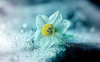 Flower, Close up, Blue, Petals HD wallpaper