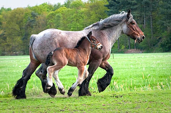 Horses, beautiful HD wallpaper