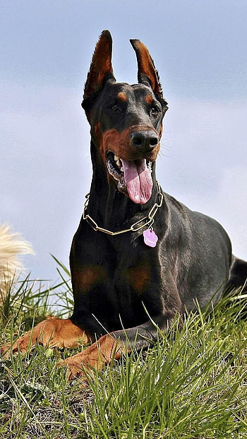 Doberman Dog, Dog Breed HD phone wallpaper