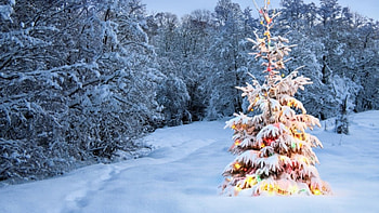 Walking In A Winter Wonderland, winter, snow, christmas, tree HD wallpaper
