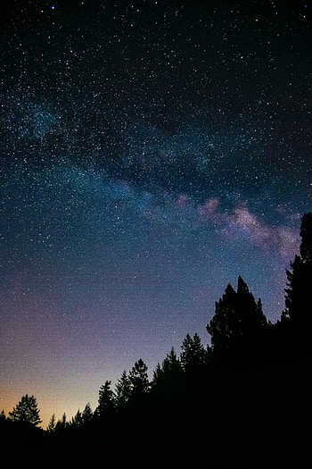 Trees, Stars, Night, Dark, Starry Sky, Spruce, Fir HD phone wallpaper