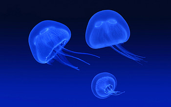 Jellyfish , High-quality backgrounds, Mesmerizing marine life, Stunning visuals HD wallpaper