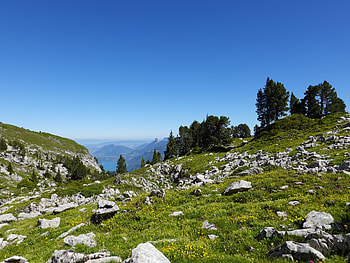 Nature, Trees, Grass, Stones, Mountains HD wallpaper