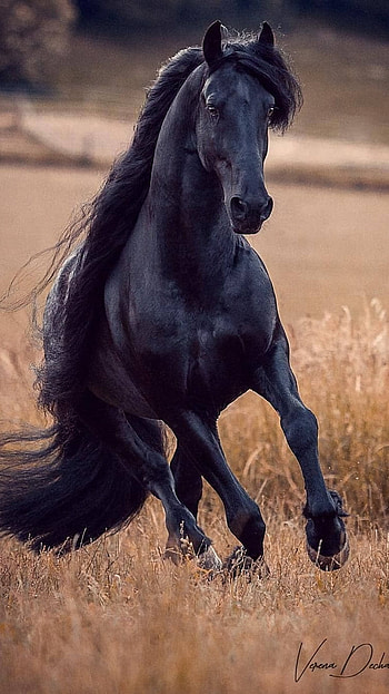 Black Horse, Black, Adorable HD phone wallpaper