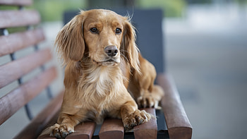 Retriever, bench, animal, dog HD wallpaper