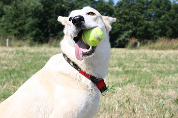 Animals, Dog, Muzzle, Ball, Playful HD wallpaper