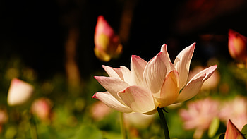 Pink lotus nature, Close-up flower, Beautiful petals HD wallpaper