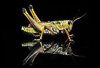 Grasshopper, Arjun singh omkar HD wallpaper