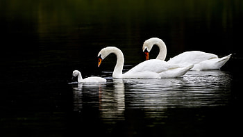 Swans, Family HD wallpaper