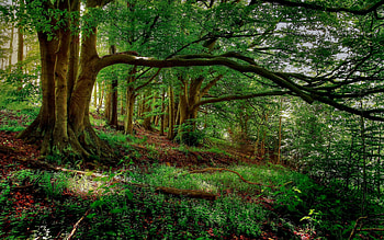 Enchanting forest, Tranquil setting, Immersive nature, Calming retreat HD wallpaper
