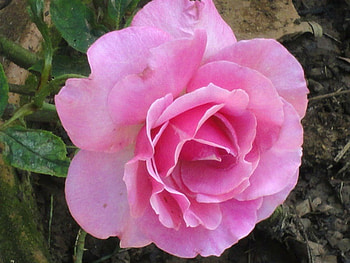 Pink Beauty, rose, nature, pink rose, graphy HD wallpaper