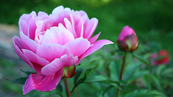 Flowers, Plant, Petals HD wallpaper