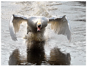 swan, white, birds, animals, nature, water HD wallpaper