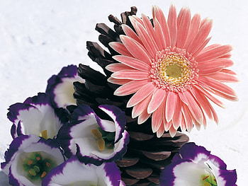 Plants, Flowers HD wallpaper