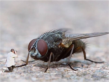 fly, vlieg HD wallpaper