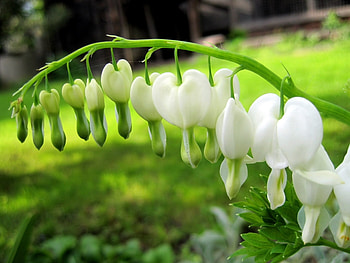 Plants, Flowers HD wallpaper