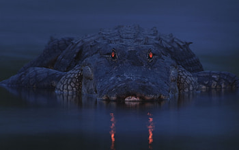 Animals, Crocodiles HD wallpaper