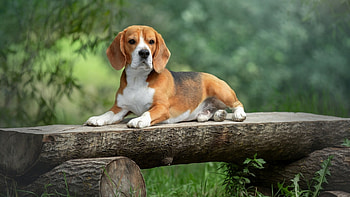 Beagle, Wooden bench, Animal , Dog lovers HD wallpaper
