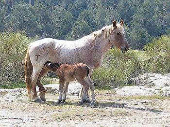 mustang horse n foal, untamed, horse, mare, mustang, life, wild, drinking HD wallpaper