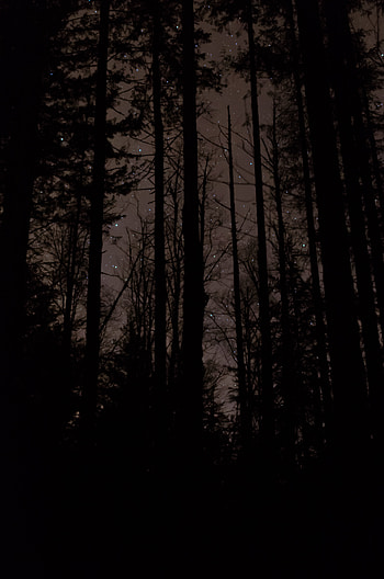 Trees, Stars, Night, Dark HD phone wallpaper