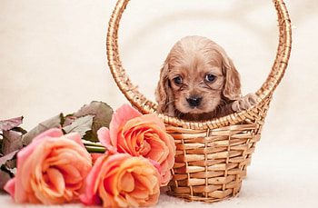 ╰✿✿╮╰✿✿╮, dog, animal, dogs, animals HD wallpaper
