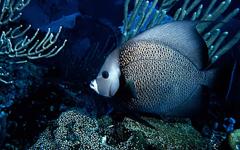 Angelfish, Animal , Bicolor, 24277 HD wallpaper