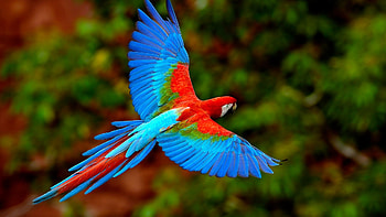 Animals, Birds, Parrots HD wallpaper