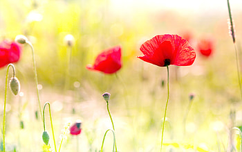 Poppy Flower, Fiery blooms, Delicate petals, Nature's brilliance HD wallpaper