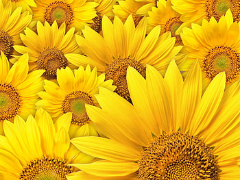 Plants, Background, Sunflowers HD wallpaper