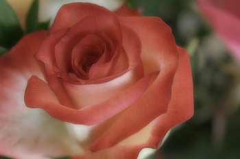 Rose, flowers, roses HD wallpaper