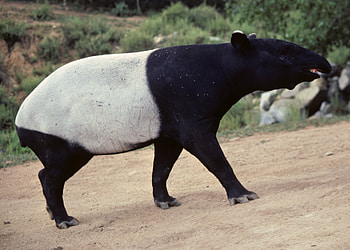 Tapir , HQ , resolution, Stunning HD wallpaper