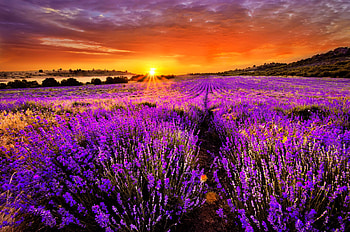 Lavender field, Sunset HD wallpaper