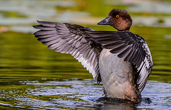Animals, Water, Duck, Wings, Drake HD wallpaper