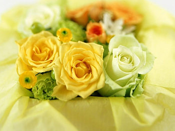 yellow flowers, good for any occasions, yellow and white roses HD wallpaper