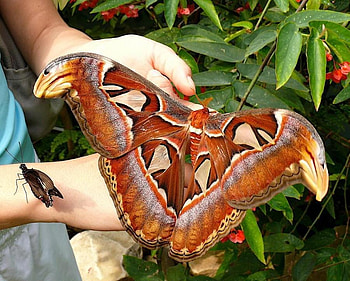 Atlas Moth In Hand, bugs, moth HD wallpaper
