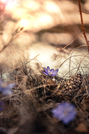 Flowers, Grass, Violet, Flower, Bloom, Flowering, Purple, Dry, Cone, Bump HD phone wallpaper