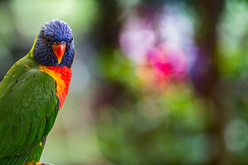 Animals, Parrots, Bright, Bird, Multicolored, Motley, Lorikeet, Loriket HD wallpaper