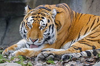 Animals, Big Cat, Tiger, Animal, Protruding Tongue, Tongue Stuck Out, Wild HD wallpaper