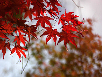 Nature, Autumn, Leaves, Dry HD wallpaper