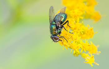 Flower, Macro, Fly HD wallpaper