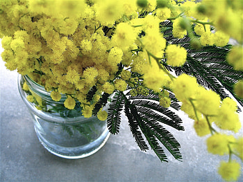 Flowers, Bouquet, Vase, Mimosa HD wallpaper