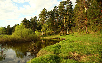 Nature, Summer, Lake, Shore, Bank, Conifers, Coniferous, Forest, Noon HD wallpaper