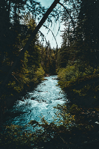 Nature, Rivers, Trees, Branches, Flow HD phone wallpaper
