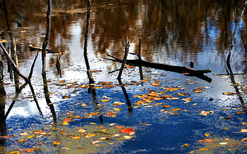 Nature, Rivers, Autumn, Leaves, Reflection, Forest, Branches HD wallpaper