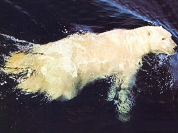 Daily Swim, swimming, polar bear, water HD wallpaper