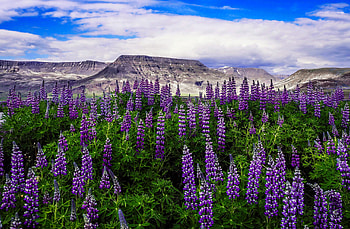 Lupine field, wildflowers, field, lupine, sky, beautiful, mountain HD wallpaper