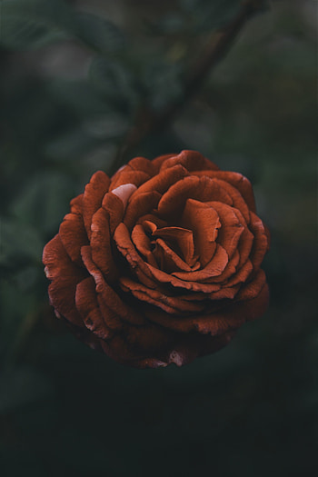 Red Buttercup flower, close up HD phone wallpaper